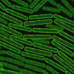 Baktérie naprogramované jesť nádory zvnútra. Vedci z Waterloo riešia problém, ktorý blokoval onkológiu desaťročia