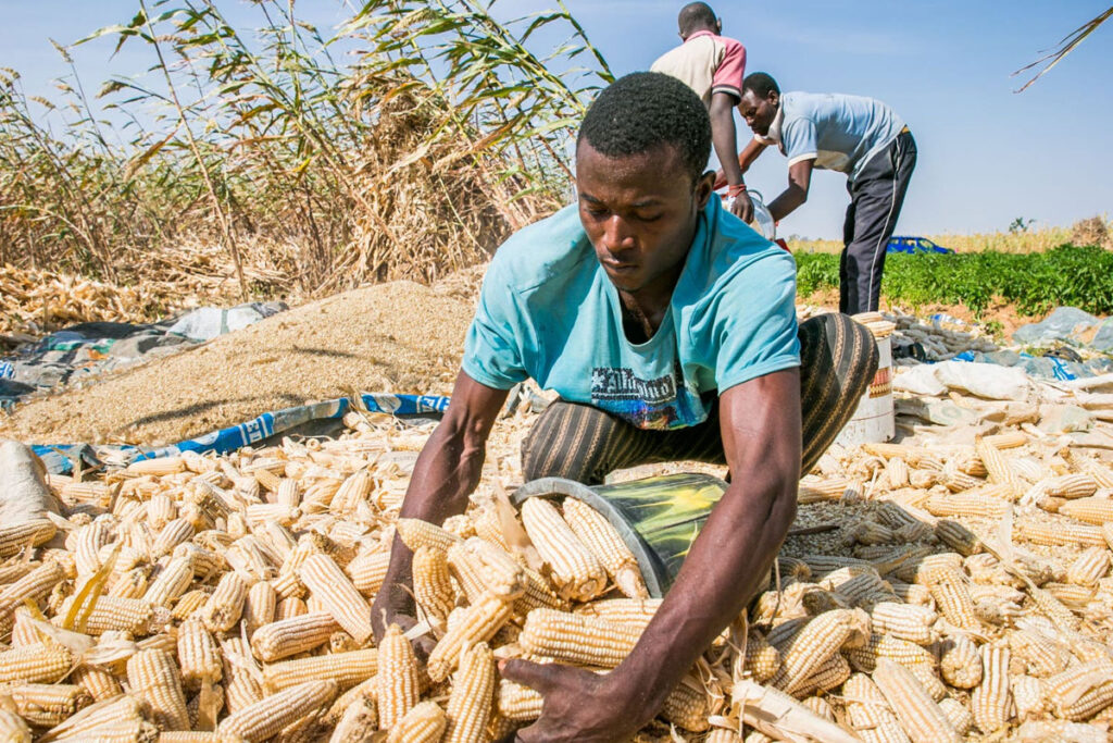 Nové odrody plodín a ďalšie inovácie pomáhajú farmárom dopestovať viac potravín napriek meniacej sa klíme | Gatesnotes.com