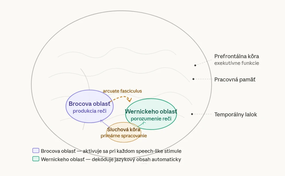 Diagram Brocovej a Wernickeho oblasti mozgu — jazykové centrá aktivované počúvaním hudby s textom znižujú kapacitu fonologickej pracovnej pamäte