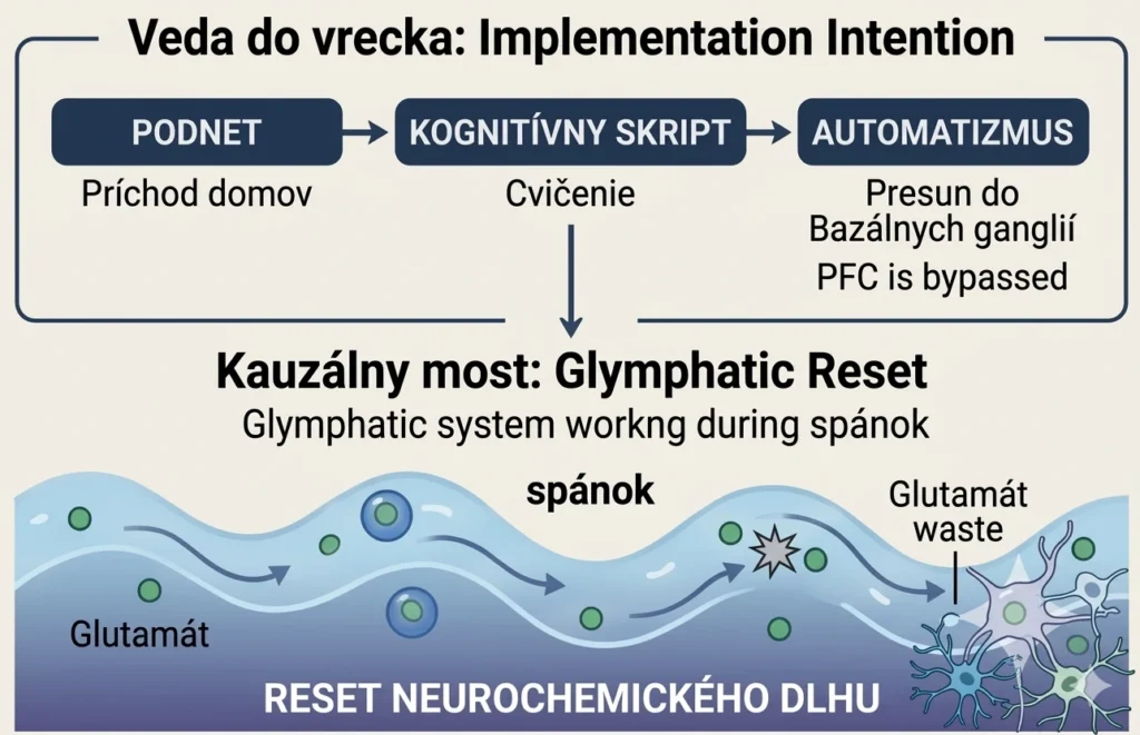 Procesná schéma s názvom „Veda do vrecka“. Horná časť ukazuje reťazec: Podnet (Príchod domov) -> Kognitívny skript (Cvičenie) -> Automatizmus (Presun do bazálnych ganglií, obídenie PFC). Dolná časť „Kauzálny most“ zobrazuje vlnu mozgovomiešneho moku, ktorá počas spánku vyplavuje glutamátový odpad (Reset neurochemického dlhu) cez glymfatický systém.