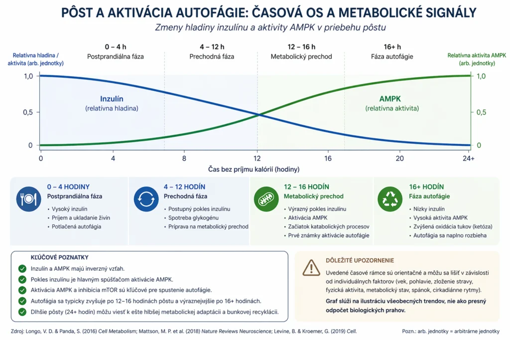Graf, ktorý ukazuje klesajúcu krivku inzulínu a stúpajúcu krivku aktivity AMPK v čase v priebehu pôstu.