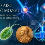 Optogenetika – aktivácia neurónov pomocou svetla, svetlocitlivé proteíny a výskum mozgu